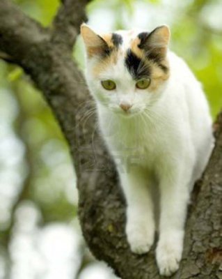În zona Tomis I, o pisică stă într-un copac de o săptămână
